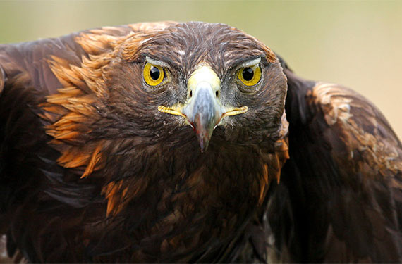 golden eagle