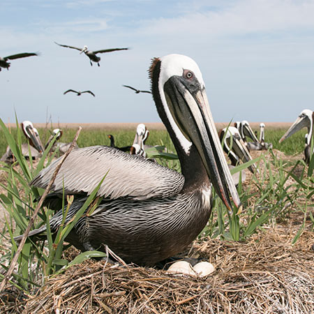 Pelican sitting on nest