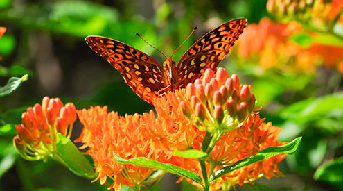 Butterfly by Gregory Jaynes