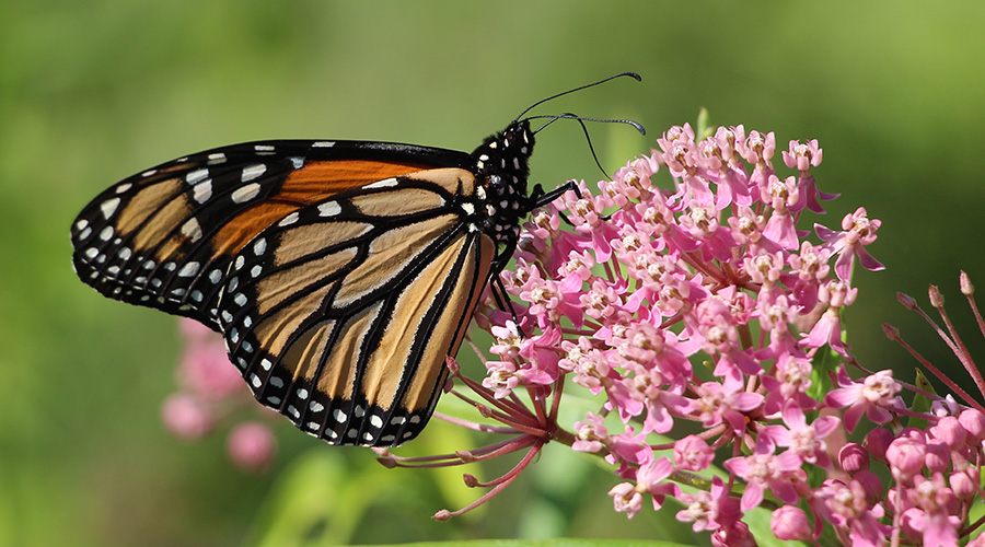 monarch butterfly