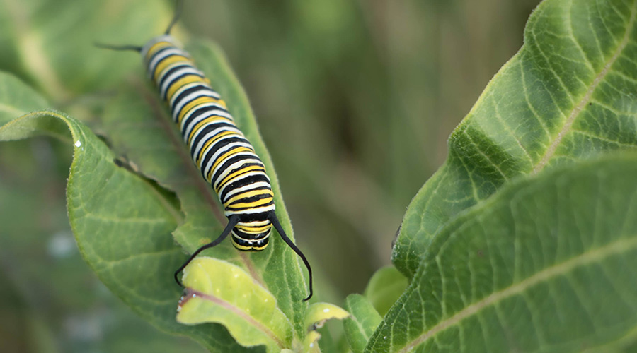 monarch caterpillar