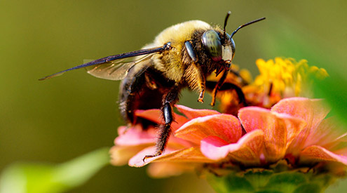 bee, George Ritchey