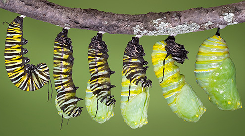 a composite image of a monarch caterpillar at different stages of its life cycle