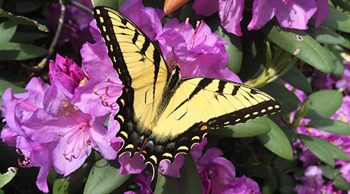 Photo of tiger swallowtail by Linda Matteo