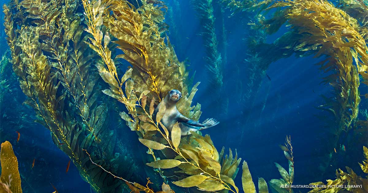 An image of a California sea lion resting in the canopy of a forest of giant kelp.