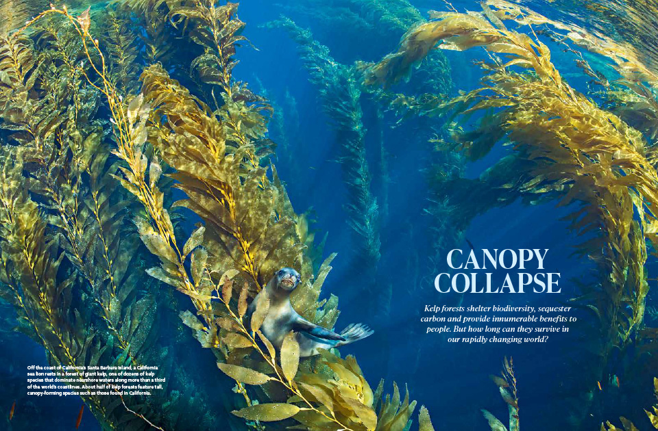 A magazine article spread containing text and an image of a California sea lion resting in the canopy of a forest of giant kelp.