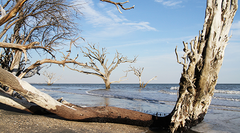 Botany Bay, Wanda Gailey