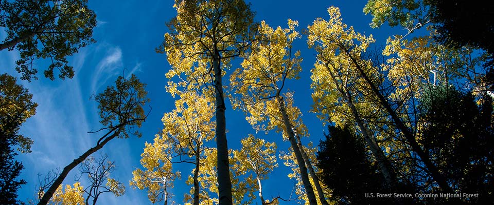 Cococino National Forest