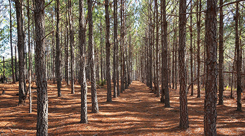 Longleaf Pines, Shutterstock