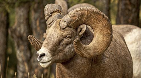 Bighorn Sheep, James Anderson