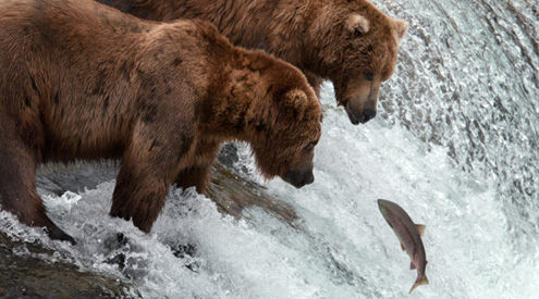 pair of brown bears in Alaska