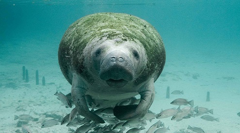 Manatee swimming