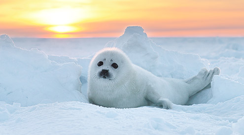 Harp Seal, John Rollins