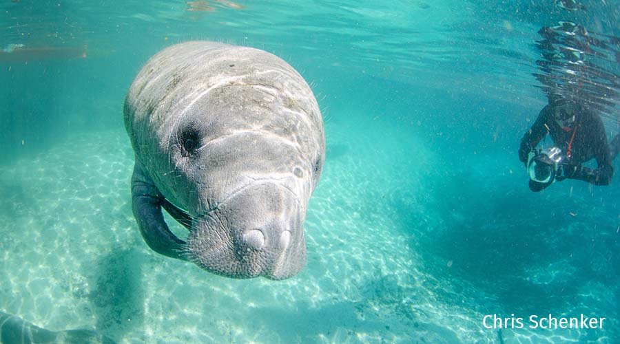 manatee