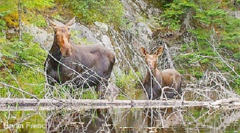 moose mom and calf, Bryan French