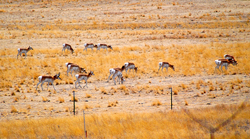 Pronghorn, Casey Mccurdy