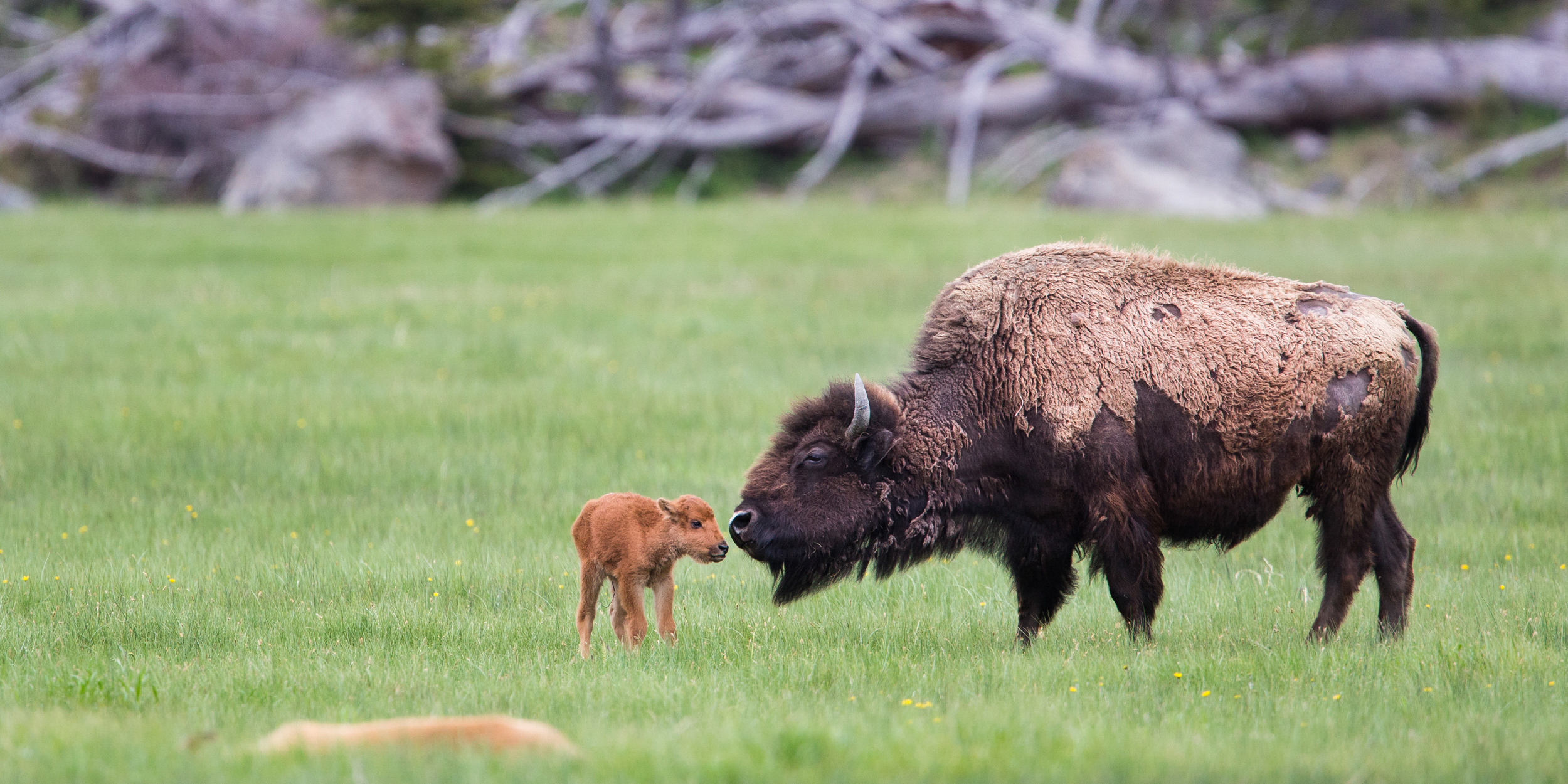 Bison and calf