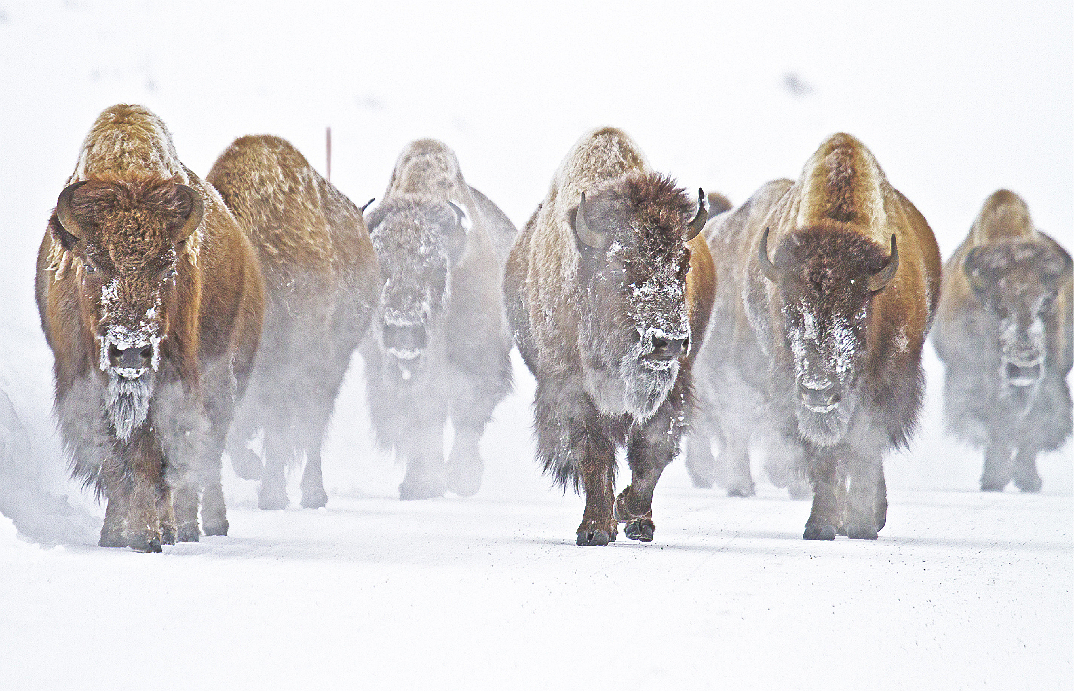 American Bison, Panos Laskarakis