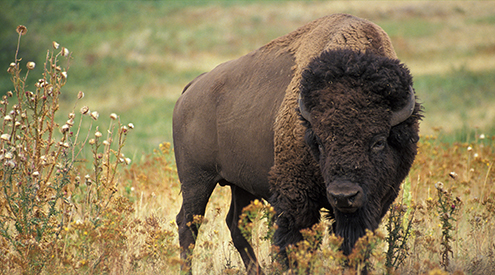 Bison photo by Jane Zalewski