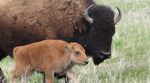 Buffalo by Garrit Voggesser