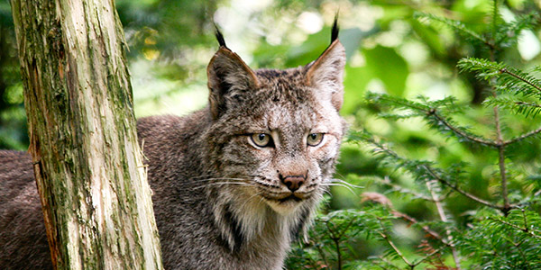 Canada Lynx