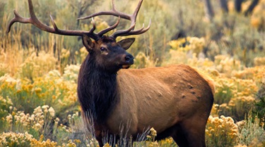 Elk photo by Sandee Harraden