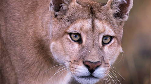 Cougar by Dr. Hermann Brehm