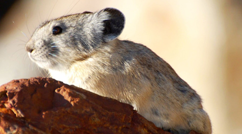 Pika by Beth Pratt-Bergstrom