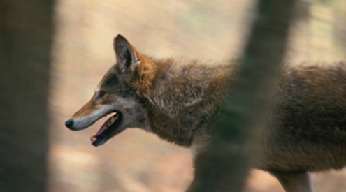 Red Wolf, John and Karen Hollingsworth/USFWS