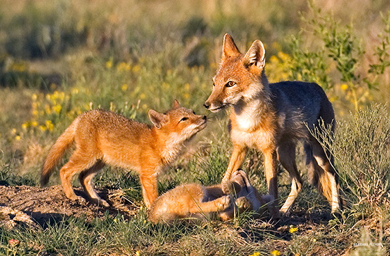 swift foxes