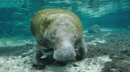 Manatee