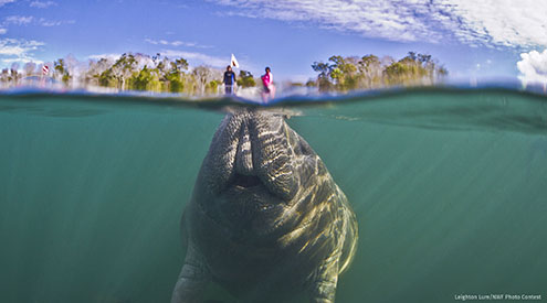 Manatee just below water surface