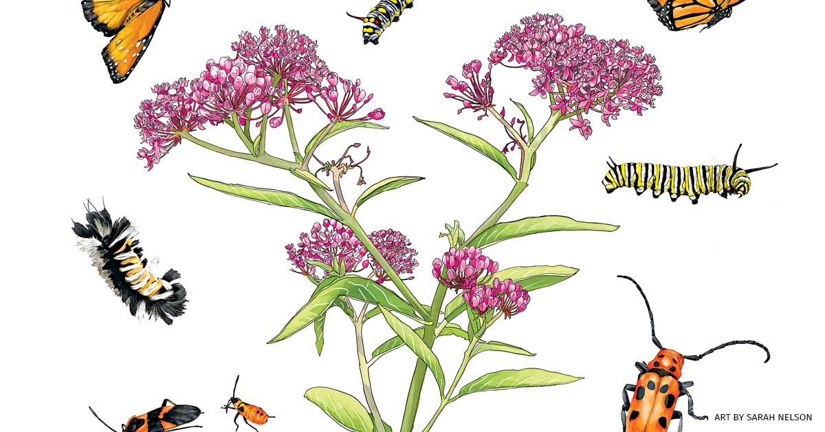 An illustration of swamp milkweed surrounded by a variety of insects.