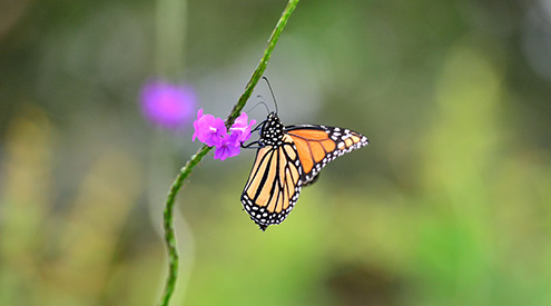 monarch butterfly perched on milkweed stem