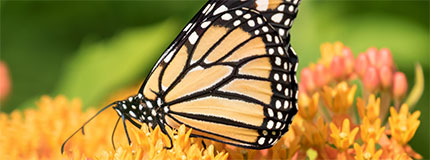 monarch butterfly