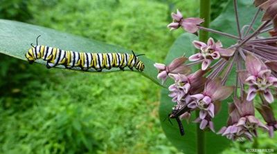 a monarch caterpillar on a milkweed plant