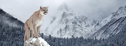 mountain lion on rock