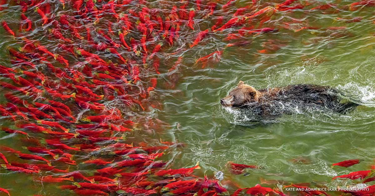 An image of an Alaskan brown bear swimming amongst salmon.