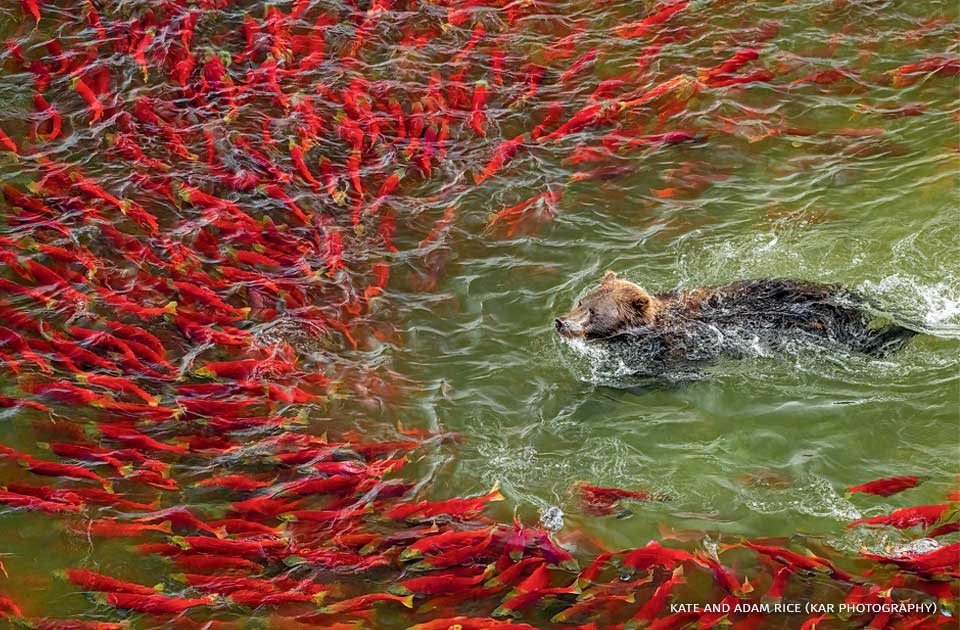 An image of an Alaskan brown bear swimming amongst salmon.