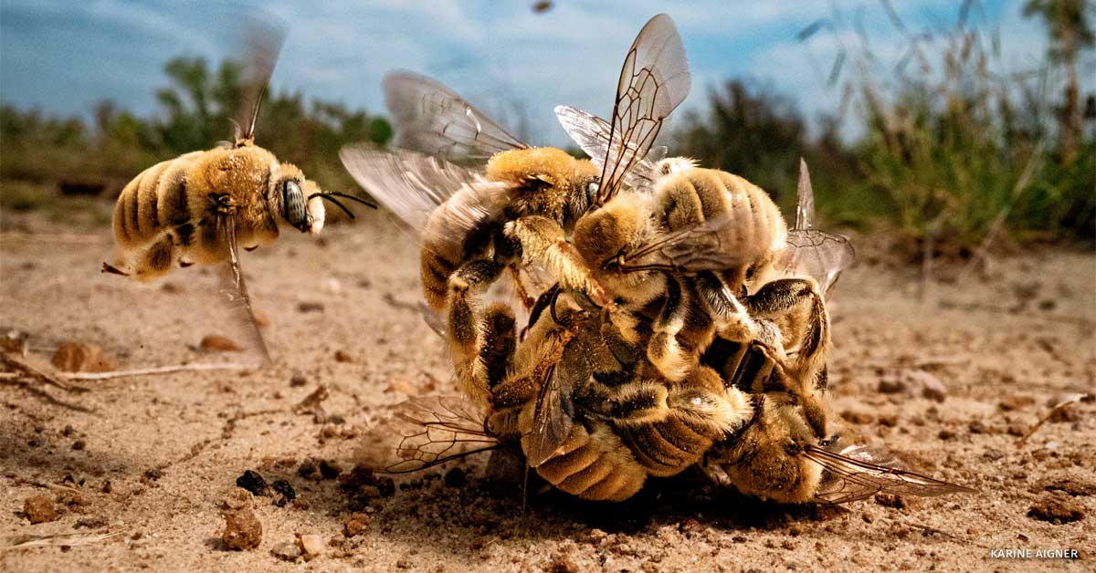 An image of bees competing to mate.