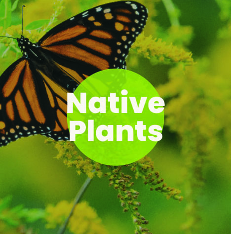 Native Plants