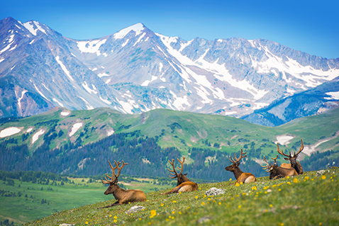 rocky mountain meadow colorado