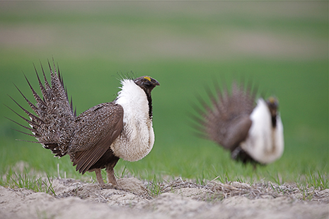 greater sage grouse