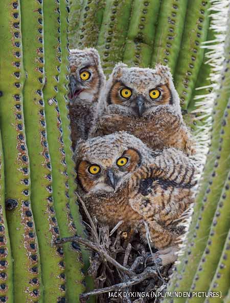 Great horned owl chicks nesting in saguaro cactus, Sonoran Desert, Arizona