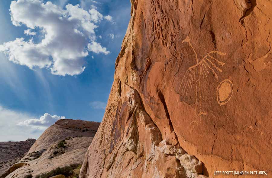 Thunderbird petroglyph made by Ancestral Puebloans, Comb Ridge, Cedar Mesa, Bears Ears National Monument, Utah