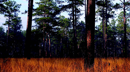 pine forest