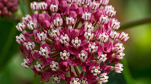 Swamp Milkweed, Tom Potterfield