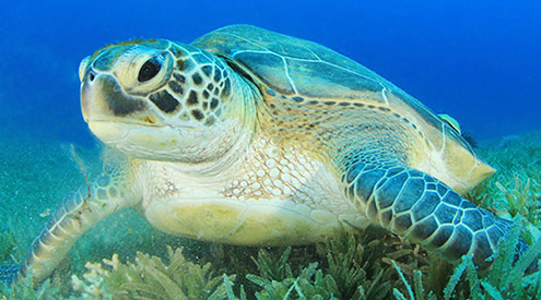 Green Sea Turtle