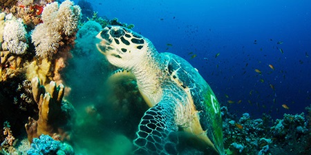 Hawksbill Sea Turtle