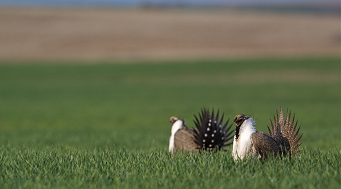 Greater Sage-Grouse on Lek, Shutterstock